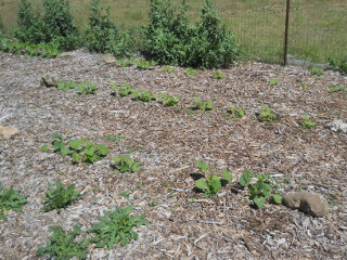 Squash Plants