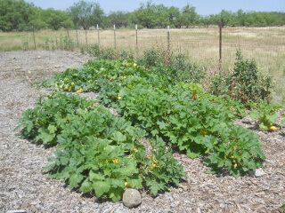 Squash Plants Growing