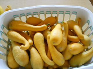 Squash Harvest