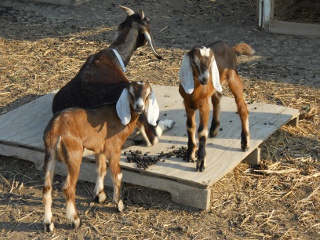 Three Week Old Full Nubian Bucks Stanley and Ollie