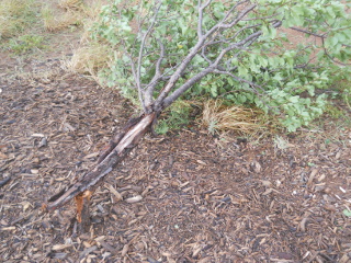 Blown Over Apricot Tree