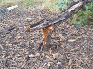 Broken Apricot Tree Trunk