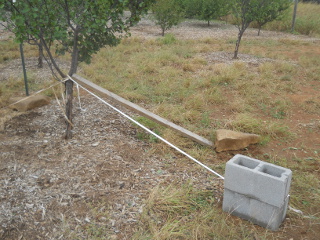 Broken Fruit Tree Braced