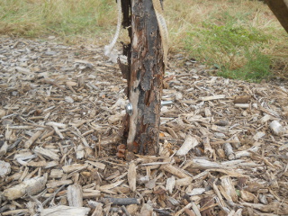 Broken Fruit Tree Bolted Back Together
