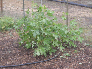 Garden Okra Storm Damage