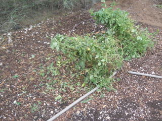 Tomatoe Plants Storm Damage