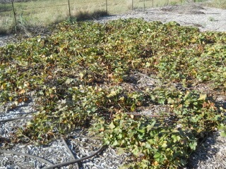 Sweet Potatoes Plants