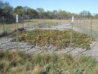 Again of Sweet Potatoes Plants