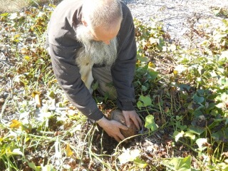 Harvesting a Sweet Potato