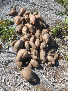 Stack of Sweet Potatoes