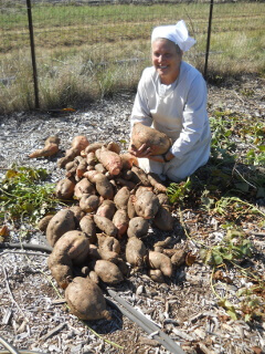 More of Sweet Potatoes