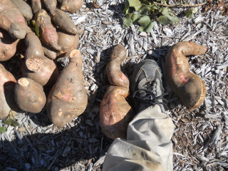 Sizing Sweet Potatoes