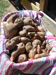 Sweet Potatoes in Wheel Barrow