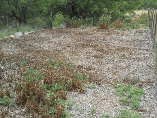 Sweet Potato Cleared Planting Area