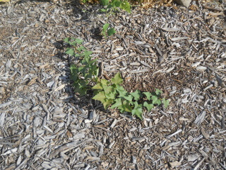 Another Freebee Sweet Potato Plant