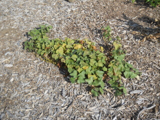 Freebee Sweet Potato Plant