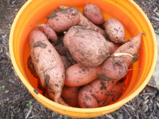 Bucket of Sweet Potatoes