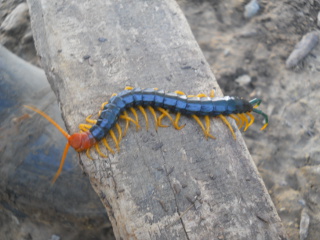 Texas Redheaded Centipede