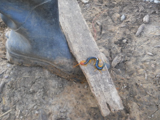 More of Texas Redheaded Centipede