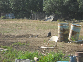 More 2019 Young Heritage Breed Turkey