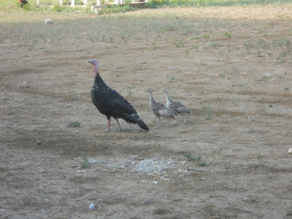 Still More 2019 Young Heritage Breed Turkey