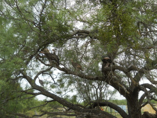 Turkey Chicks Perched for the Tree