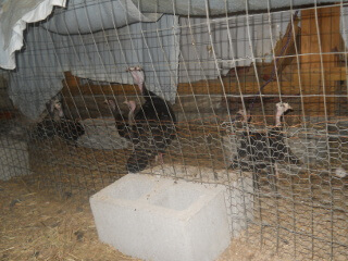 Tasha's 2021 Turkey Chicks