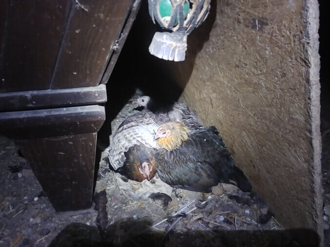 Mommies on Turkey Eggs in Barn