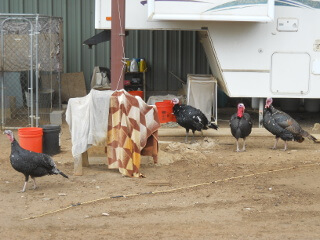 Turkey Flock December 2017