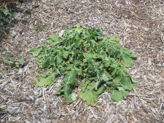 Freebee Turnip Plant