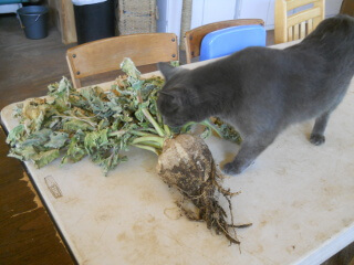 Mimi Inspecting the Turnip