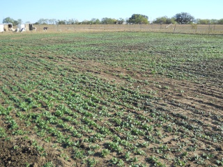 Turnips 2012 Nov 9