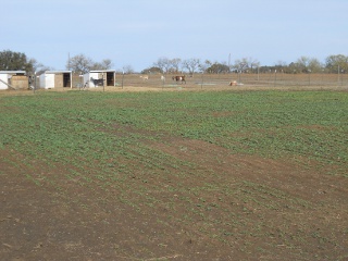Turnips 2012 Dec 17