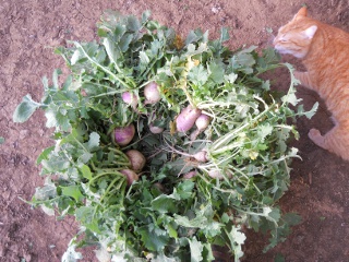 Turnips 2012 Collected in a Basket