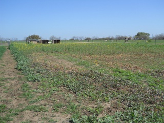 Turnips 2012 in the Field