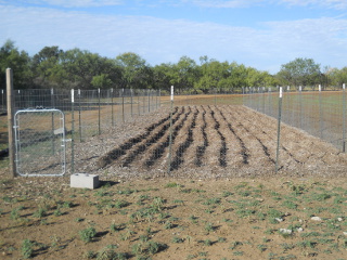 Mulch Garden Bed Rows Ready for Turnip Seed