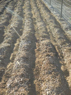 Goat Area Compost Placed in Mulch Garden Bed Rows