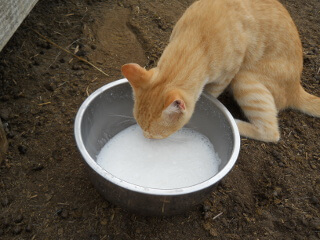 Tuscan Drinking Fresh Goat Milk