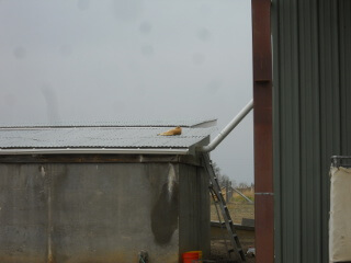 Tuscan Laying on Cistern Roof