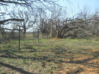 Pulled Barbed Wire