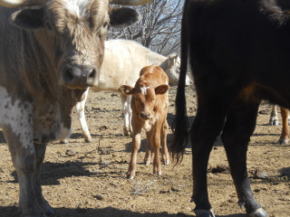 First 2015 Pure Longhorn Bull Calf Vinicio