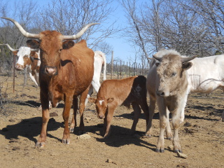 New Longhorn Calf Vinicio with His Mother and Brother