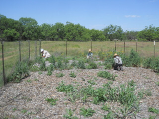 Garden Weeding