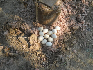 Eggs in Well Box Area