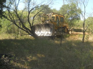 Bulldozer Felling Trees