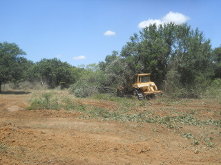 Bulldozer Felling More Trees