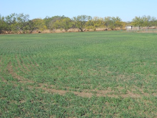 Wheat 2012 Nov 9