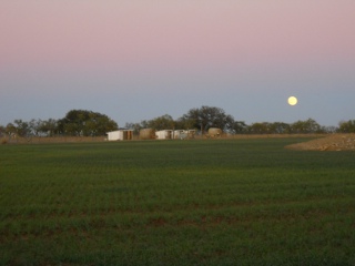 Wheat 2012 Nov 10