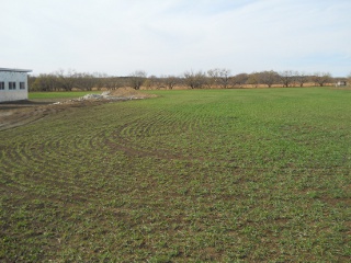 Wheat 2012 Dec 17
