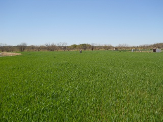 Wheat 2012